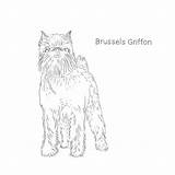 Griffon Brussels Dogbreedslist Lucas sketch template