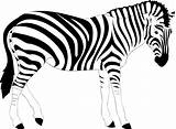 Realistic Zebras Cebras Onlinelabels Cebra Hippopotamus Pintar Wallpaper Animasi Webstockreview Clipground Bagus Hewan Gudang sketch template