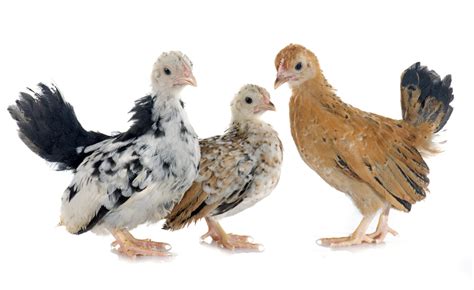 How To Tell A Rooster From A Hen Male Vs Female Differences
