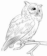 Realiste Hibou Awl Dessiner Kartun Burung Elang Coloringgames sketch template
