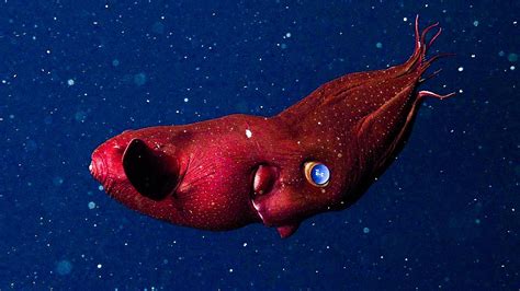 vampire squid fossil lost   hungarian revolution