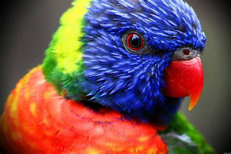colorful parrot  res nature photo birds