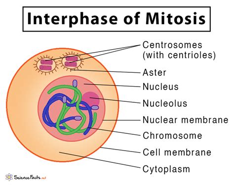 mitosis definition stages purpose  diagram
