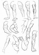Sketchbook Bambs79 Pg3 Brazos Anatomia Draw Perspective Brazo Manos Swagger Humana 保存 Anatomía sketch template
