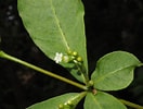 Afbeeldingsresultaten voor tetraphylla. Grootte: 132 x 100. Bron: powo.science.kew.org
