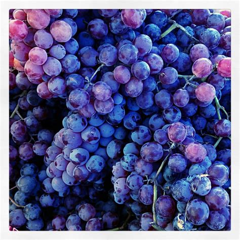 benefits  grapes megunprocessed
