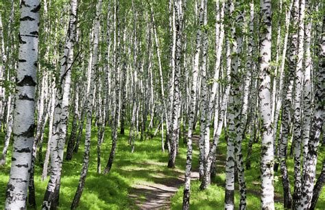 birch tree facts