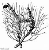 Kiefer Quagga Nutzpflanzen Pflanzen Ausführung sketch template