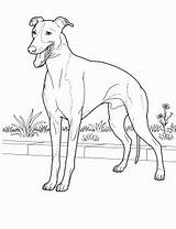 Coloring Dog Pages Squidoo Breed sketch template