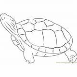 Coloring Turtle Looking Animals Pages Kids Turtles sketch template