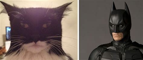 fotografías graciosas de gatos que se parecen a personajes y otros objetos canal mascotas