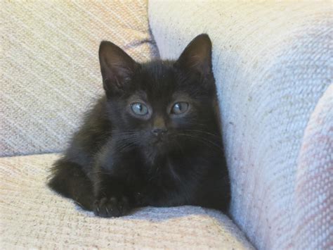 2 month old black kitten behemoth aww