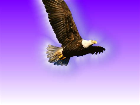 flying eagle birds wallpaper