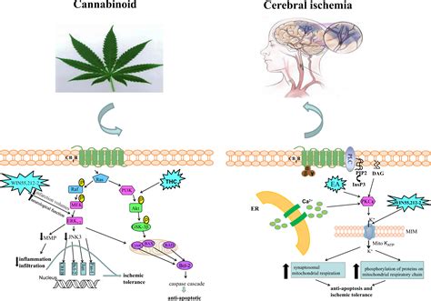 Stimulated Cb1 Cannabinoid Receptor Inducing Ischemic Tolerance And