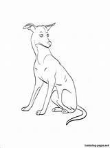Coloring Greyhound Pages Whippet Dog Getcolorings 46kb 750px sketch template