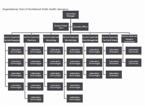chain  command chart template elegant  organizational chart