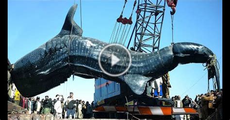 largest animals  caught