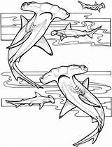 Shark Coloring Pages Sharks Hammerhead Underwater Animal sketch template
