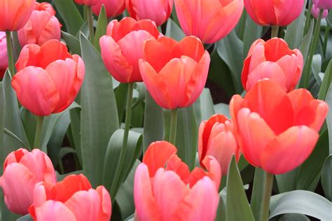 amsterdam march   tulips   keukenhof gardens  flickr