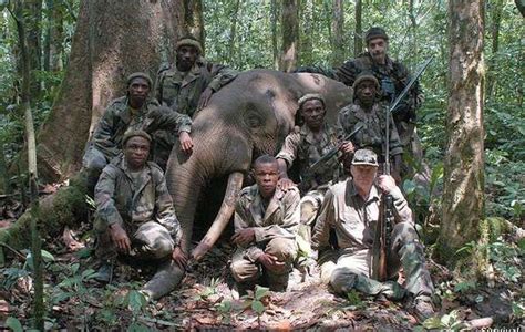 billionaires elephant hunting safaris implicated  pygmy abuses