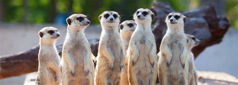 meerkats theyre    bbc earth