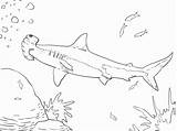 Shark Squalo Hammerhead Requin Martello Squali Stampare Serrated Marteau Colorier Pesci Justcoloringbook sketch template