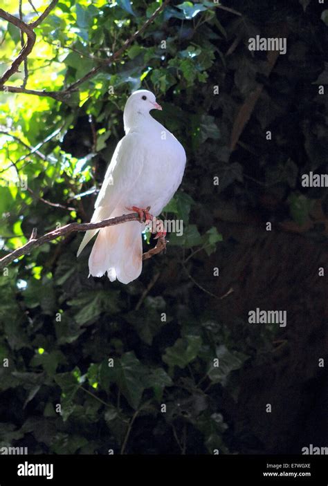 white dove perching stock photo alamy