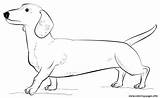 Dachshund Coloring Pages Dog Printable Draw Drawing Template Dachsunds Supercoloring Step Long Print Dogs Colouring Adult Puppy Popular Categories sketch template