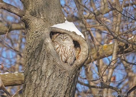 barred owl nest  days  birds