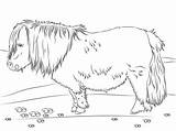 Pony Shetland Educativeprintable Supercoloring sketch template