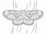 Moth Moths Colorare Mariposa Colorat Nuit Colouring Borboleta Cma Kolorowanki Silkworm Fluturi Papillons Druku Baco Seta Planse Borboletas Supercoloring Pintarcolorir sketch template