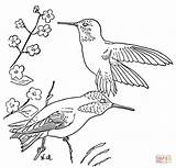 Coloring Pages Hummingbird Hummingbirds Para Dibujos Rufous Printable Throated Ruby Supercoloring Flower Bird Getdrawings Picaflor Birds Patterns Painting sketch template