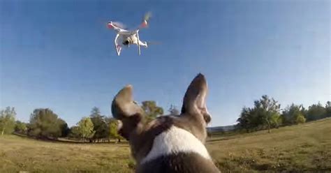 dog wearing  gopro happily chase   drone cnet
