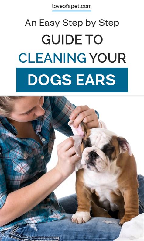 clean dogs ears  home  steps love   pet dogs ears