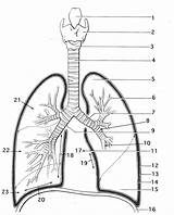 Lungs Template Coloring sketch template
