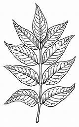 Drawing Leaves Ash Leaf Clipart Drawings Tobacco Sketch Simple Sketches Clip Plant Line Curry Tattoo Branch Tree Cliparts Becuo Clipartbest sketch template