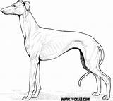 Greyhound Coloring Pages Drawing Doberman Pinscher Miniature Dog Line Labradoodle Hound Bernard St Getdrawings Getcolorings Printable 36kb 538px Drawings Colorings sketch template
