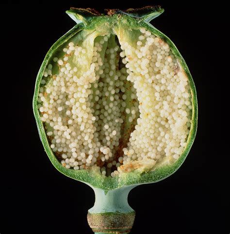 Cut Seed Capsule Of Opium Poppy Photograph By Dr Jeremy