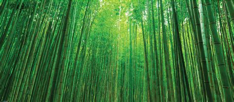 bamboo compostable