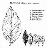 Tobacco Leaf Drawing Cigar Smoking Pipes Cigars Pilih Papan Tattoo Inspiration Paintingvalley sketch template