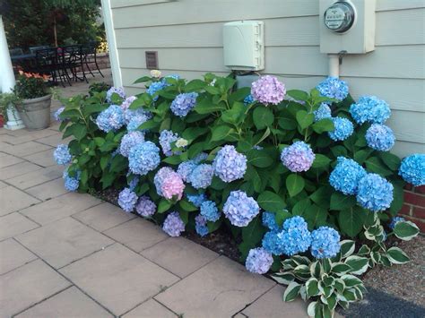 endless summer hydrangea jardinagem