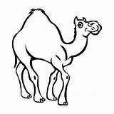 Dromedary Dromadaire Dromedario Chameau sketch template