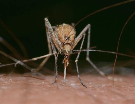 The Most Amazing Treatments For West Nile Virus Health Cautions