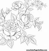 Colorear Páginas Roses Engraving Colouring Colorpagesformom sketch template
