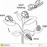 Ladybug Cycle Coloring Life Insect Stages Egg Development Adult Preview sketch template