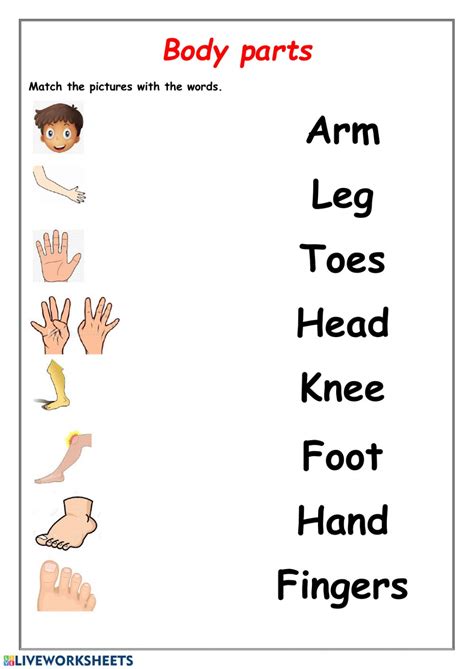 body parts english    language esl worksheet  sergioibarra