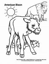 Bison Coloring Pages Color Animals Animal Sheets Print Back Library Clipart Popular Cartoon sketch template
