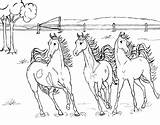 Paarden Kleurplaten Dieren sketch template