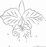 Cattleya Orchid sketch template
