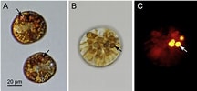 Afbeeldingsresultaten voor "alexandrium Pseudogonyaulax". Grootte: 216 x 100. Bron: www.semanticscholar.org
